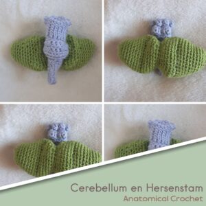 Het Cerebellum en de Hersenstam - Deel 4 Menselijk Lichaam haken