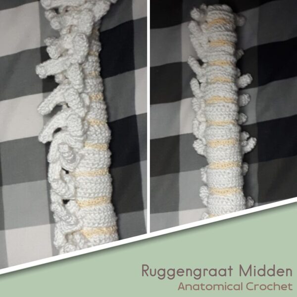 Ruggengraat Midden