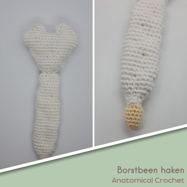 Borstbeen Haken