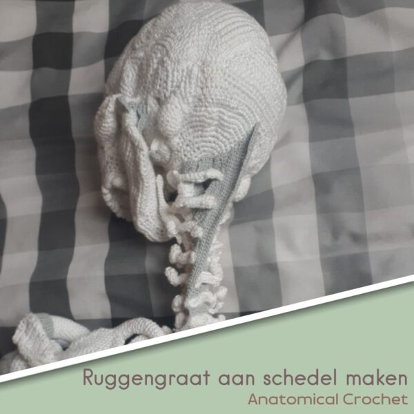 Ruggengraat aan schedel maken