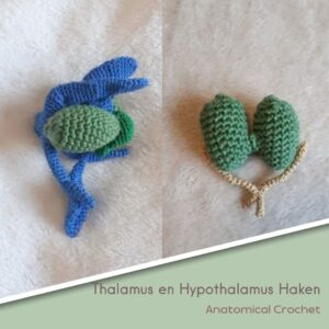 Thalamus en Hypothalamus Haken